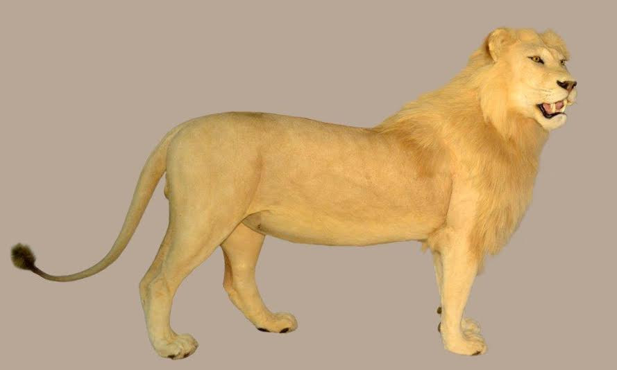 Lion Full Mount - LFM_02 - Image 3