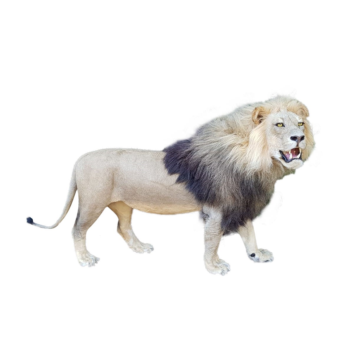 LION FULL MOUNT LFMA12 - Image 2