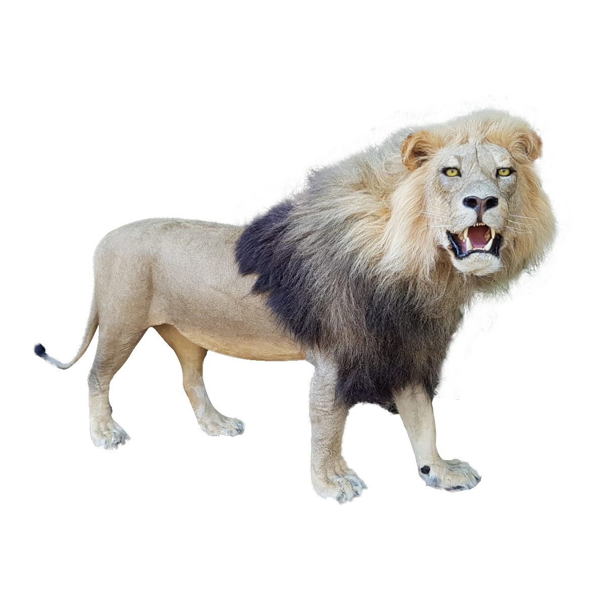 LION FULL MOUNT LFMA12