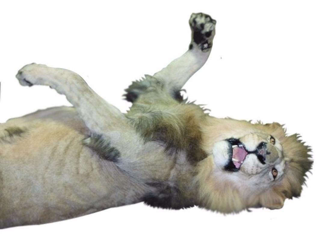 Lion Full Mount Lying Down LFM2 - Image 3