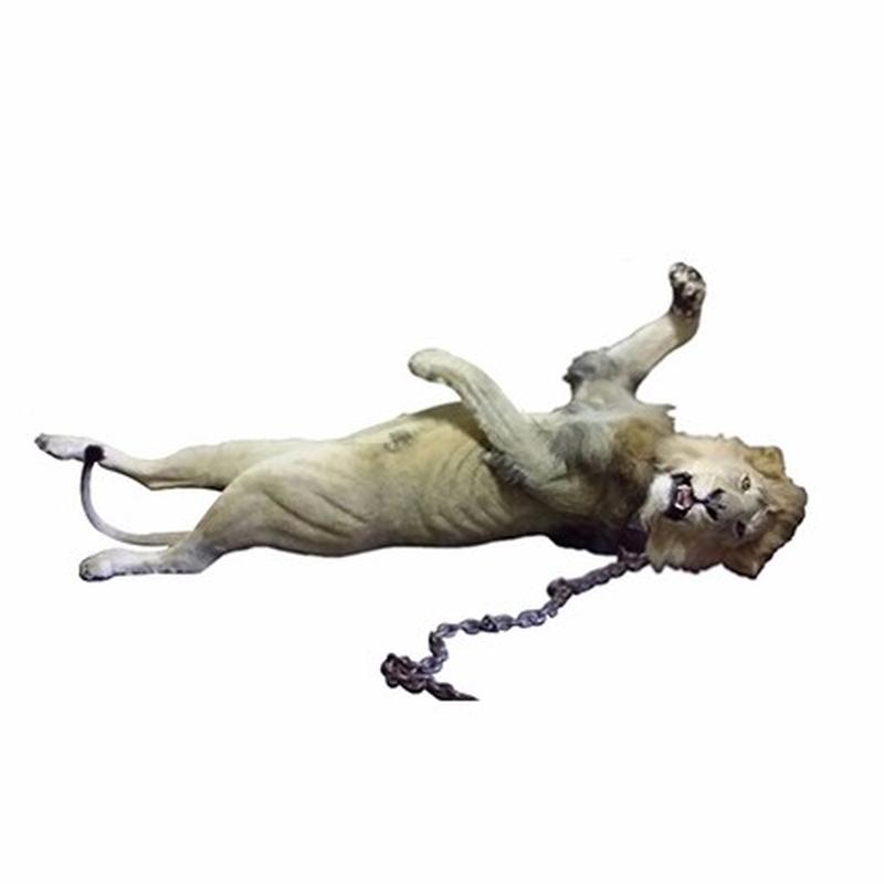 Lion Full Mount Lying Down LFM2