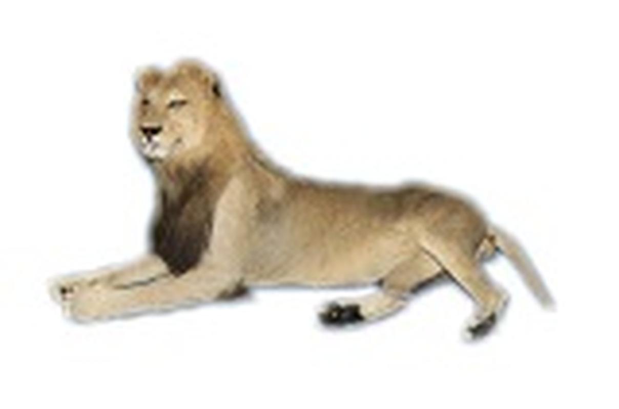 Lion Full Mount Lying - LFM81 - Image 2