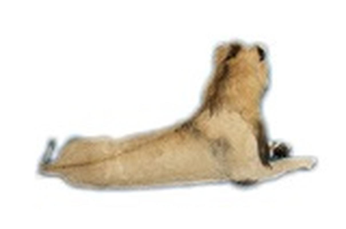 Lion Full Mount Lying - LFM81 - Image 3