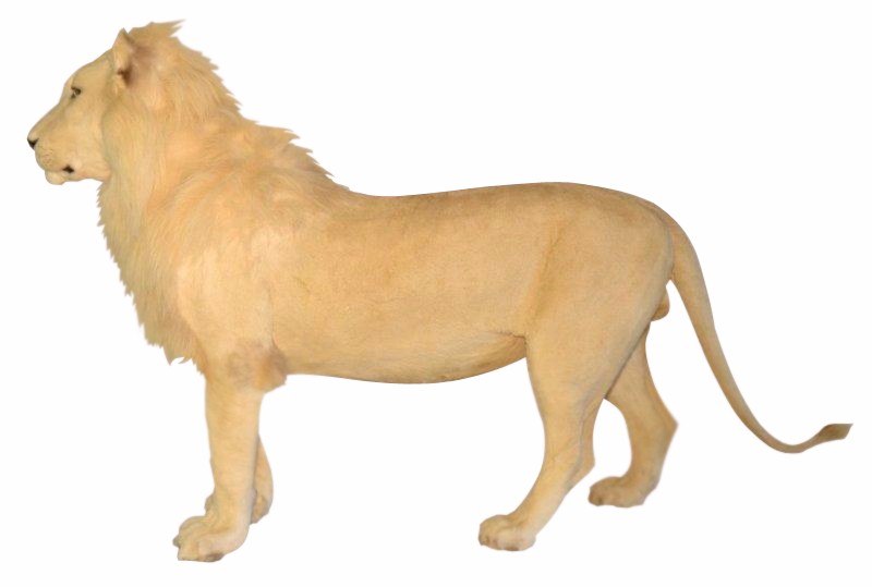 Lion Full Mount - NZ14 - Image 2