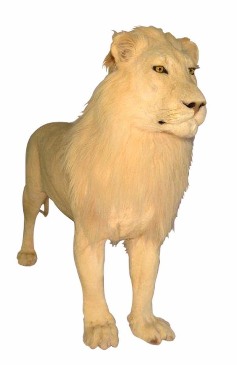 Lion Full Mount - NZ14 - Image 3