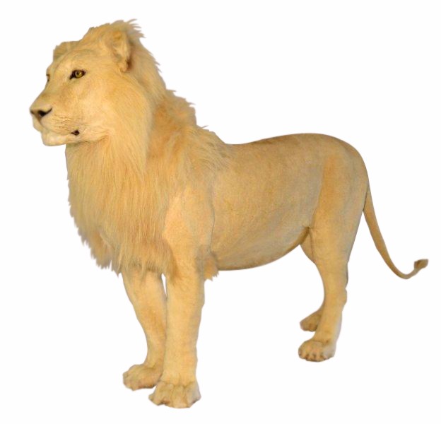 Lion Full Mount - NZ14 - Image 4