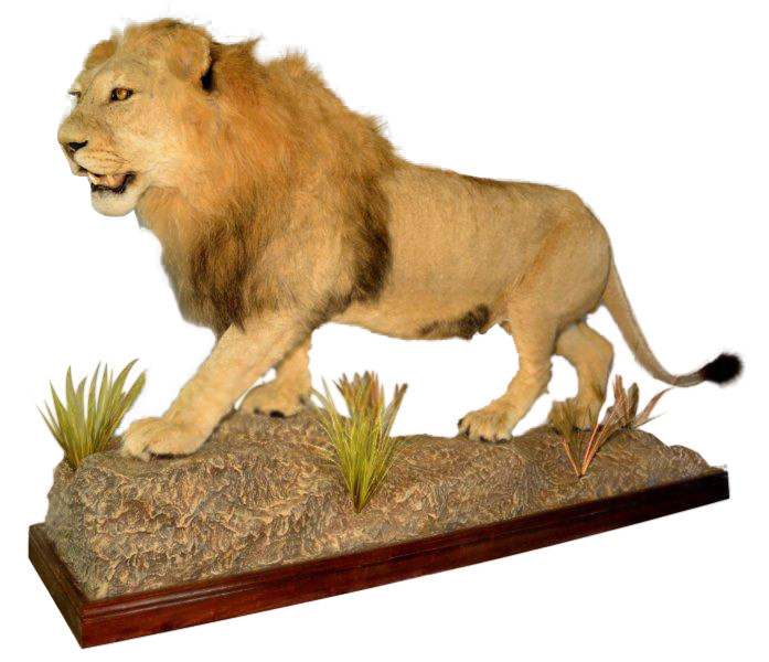Lion Full Mount On Base PA97 - Image 2