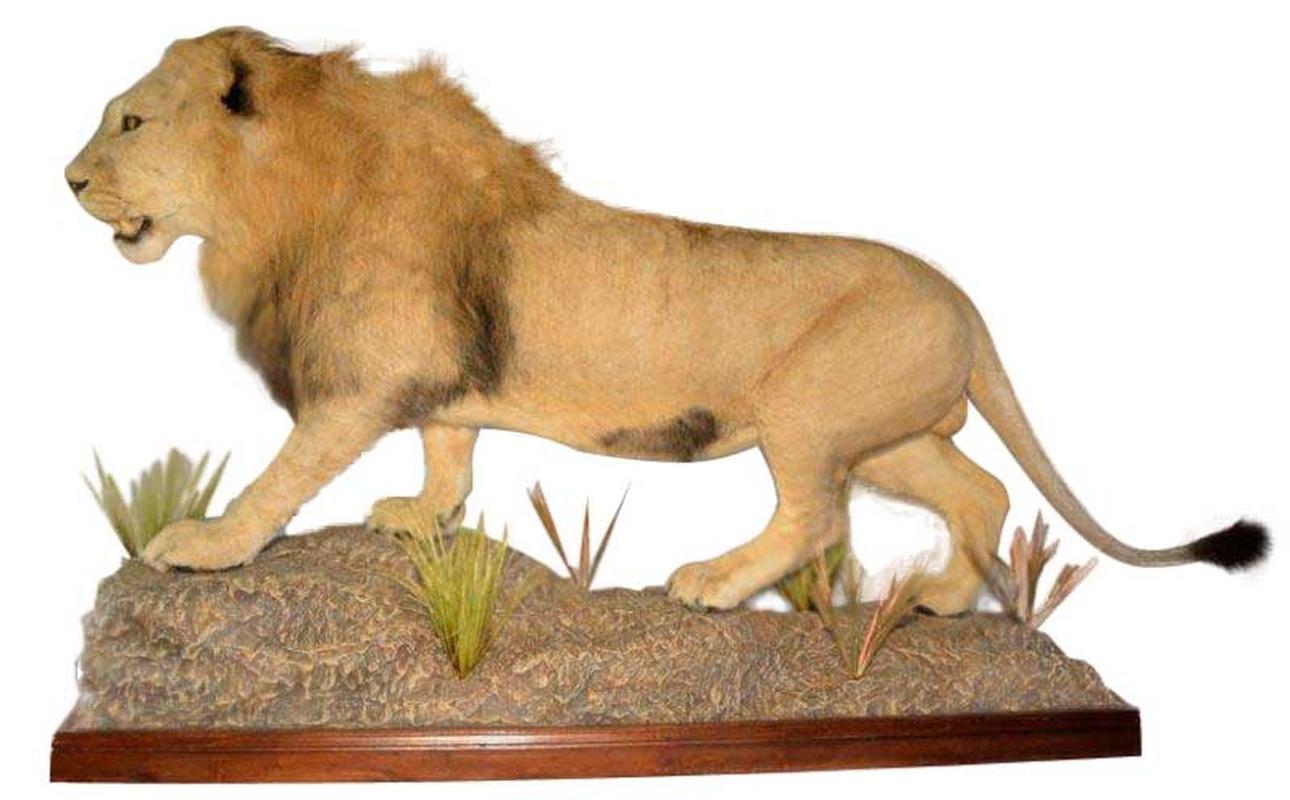 Lion Full Mount On Base PA97 - Image 3
