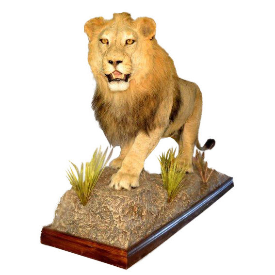 Lion Full Mount On Base PA97