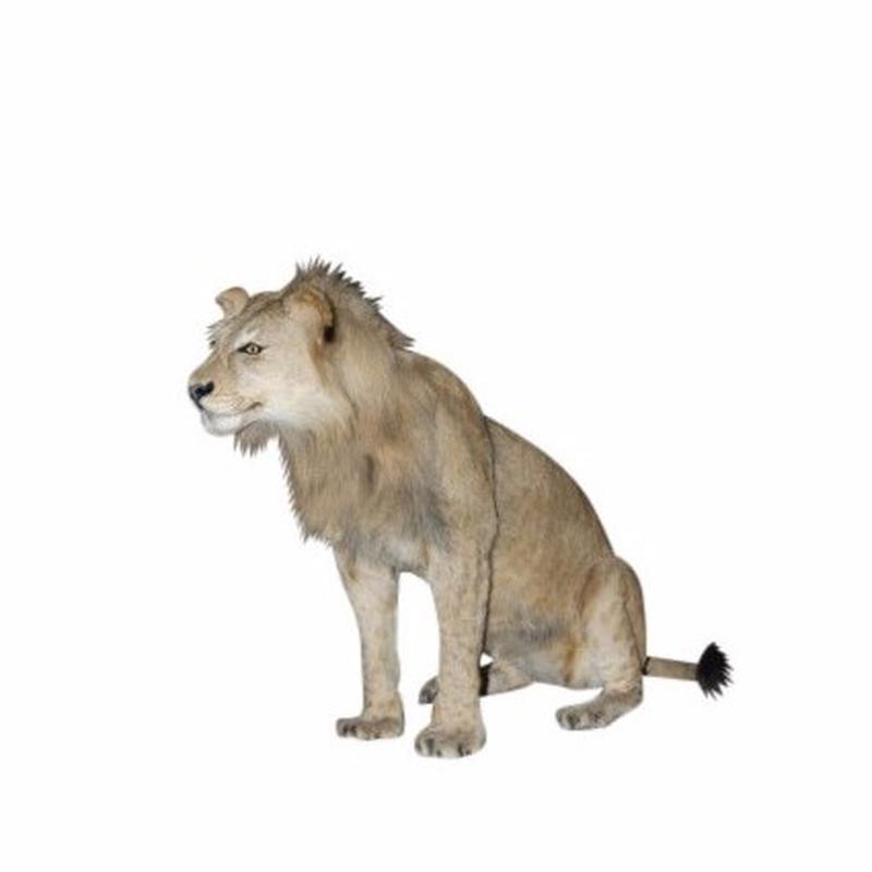 Lion Full Mount Sitting - LFM12