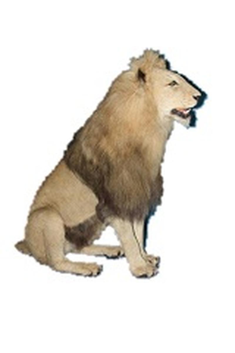 Lion Full Mount Sitting - LFM80 - Image 2