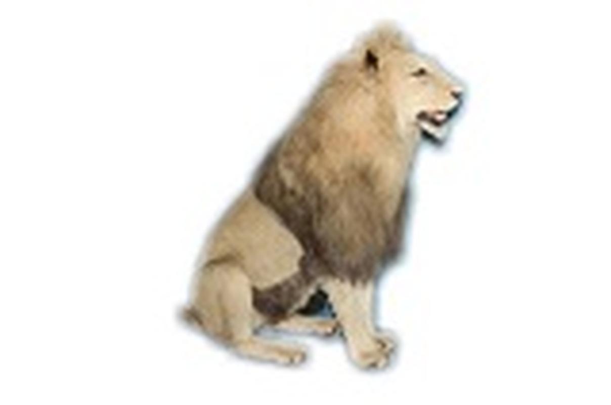 Lion Full Mount Sitting - LFM80 - Image 3