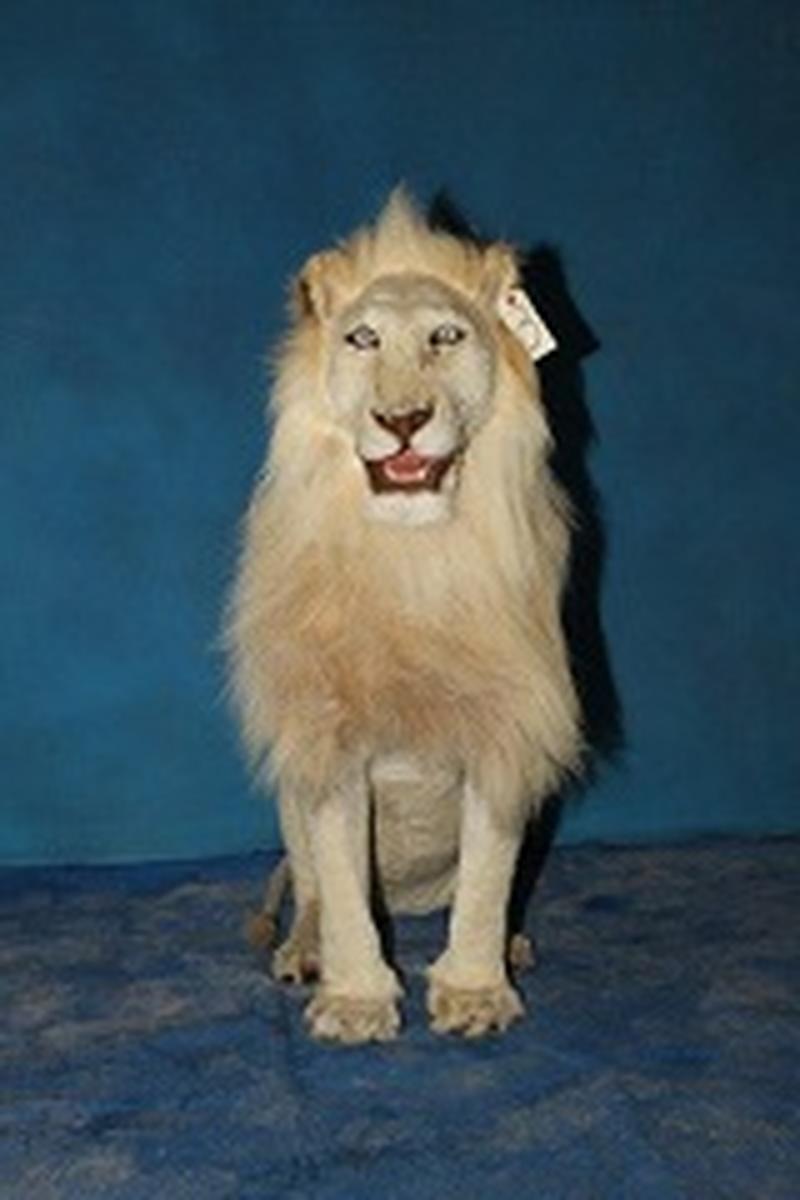 Lion Full Mount Sitting - LFMS091 - Image 2