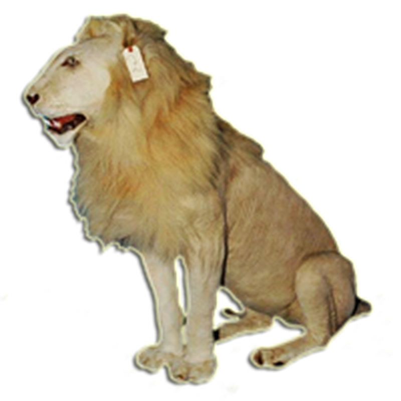 Lion Full Mount Sitting - LFMS091 - Image 4