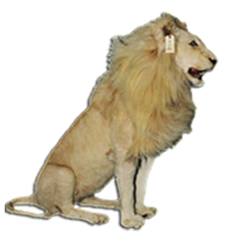 Lion Full Mount Sitting - LFMS091 - Image 5