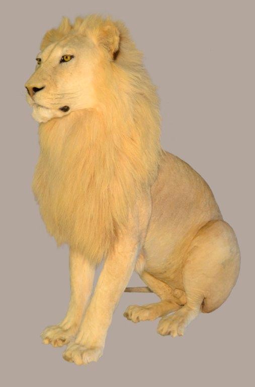Lion Full Mount Sitting - NZ14 - Image 2