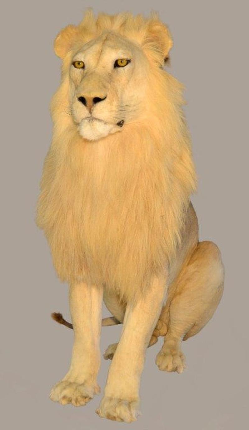 Lion Full Mount Sitting - NZ14 - Image 3