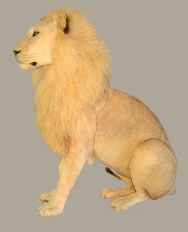 Lion Full Mount Sitting - NZ14 - Image 4