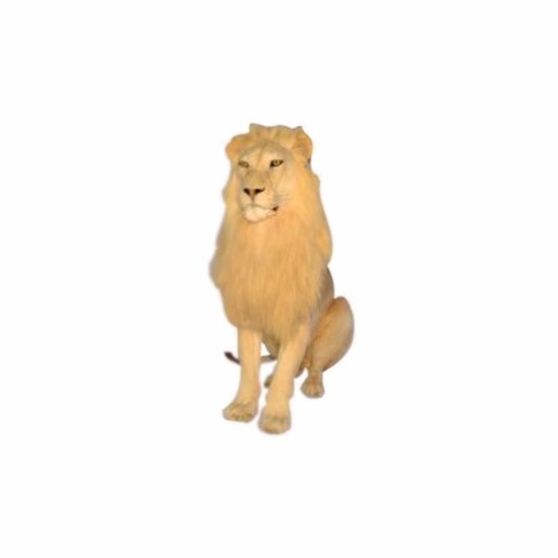 Lion Full Mount Sitting - NZ14