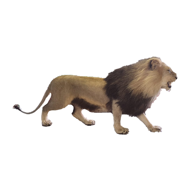 Full Mounts