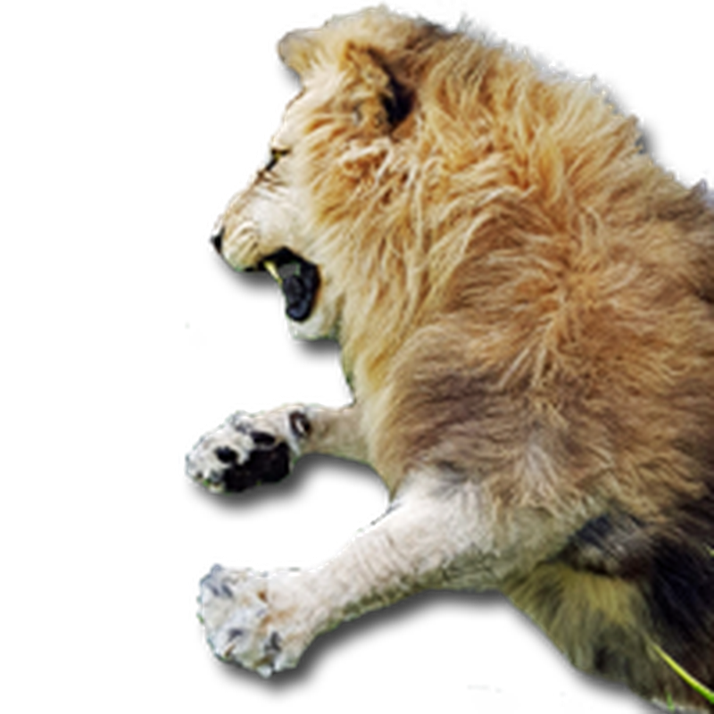 Lion Half Mount - HML 100 - Image 5