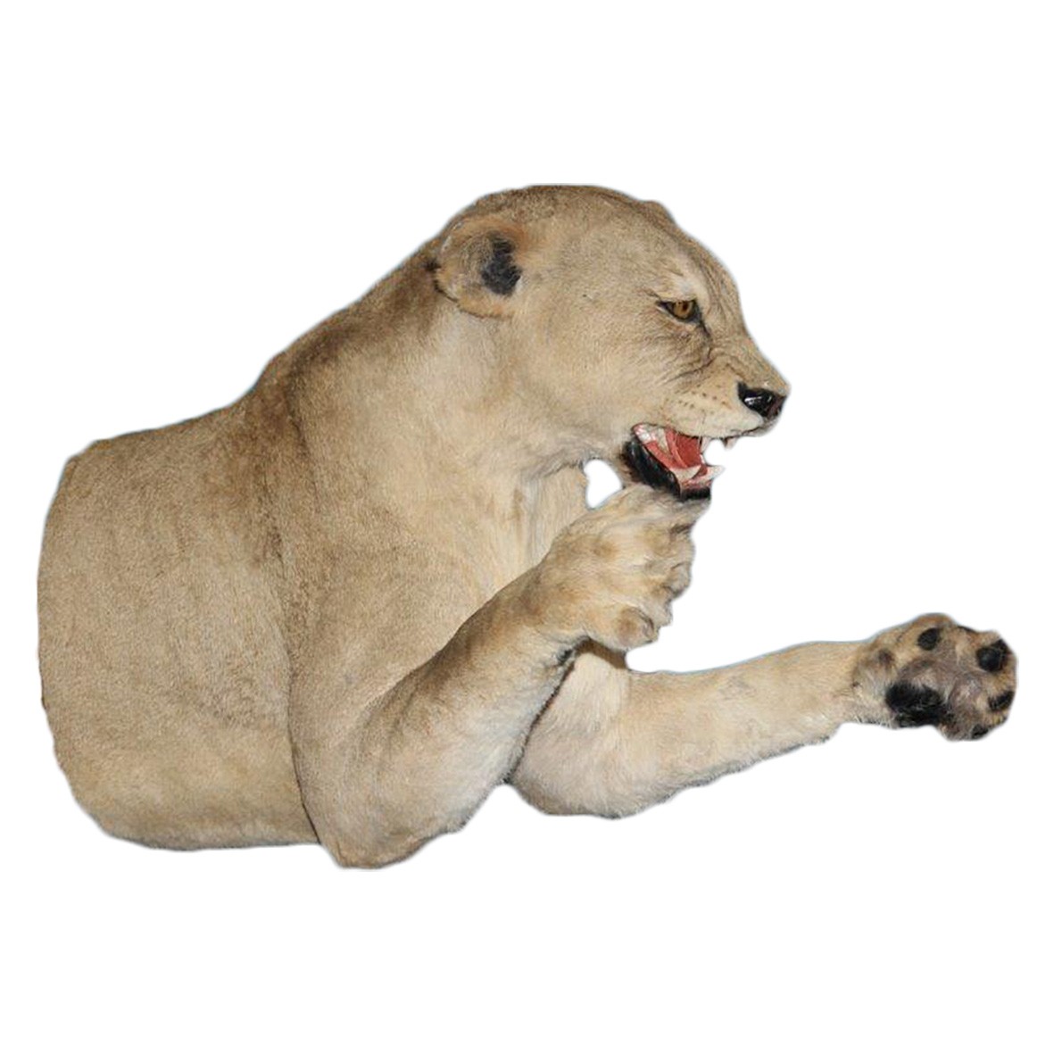 LION HALF MOUNT LHM2 - Image 2