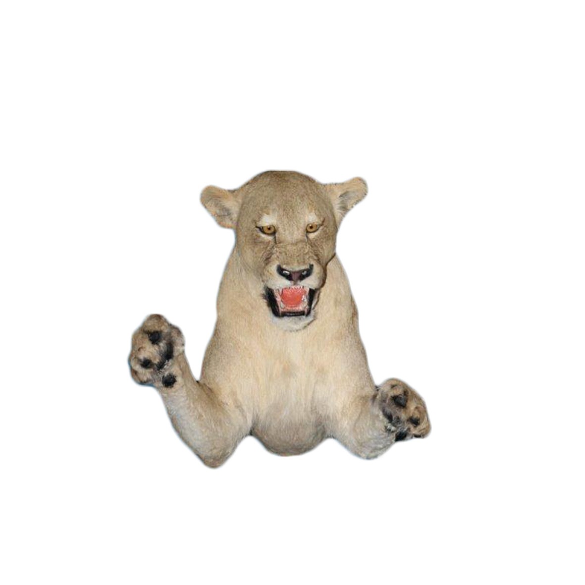 LION HALF MOUNT LHM2 - Image 3