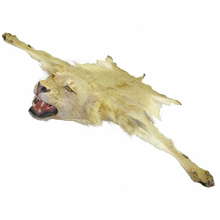 Lion Male Rug LMR1 - Image 3