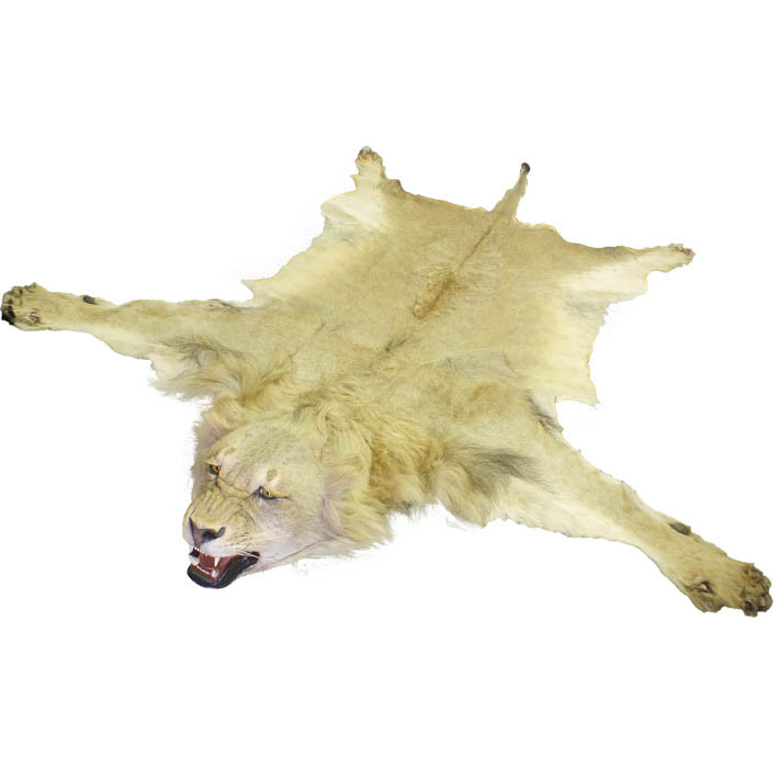 Lion Male Rug LMR1 - Image 4