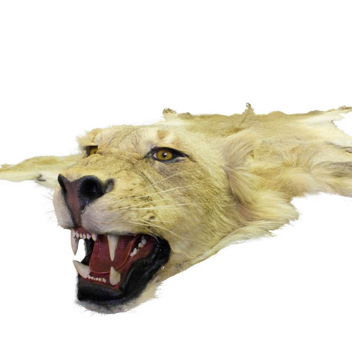 Lion Male Rug LMR1 - Image 5