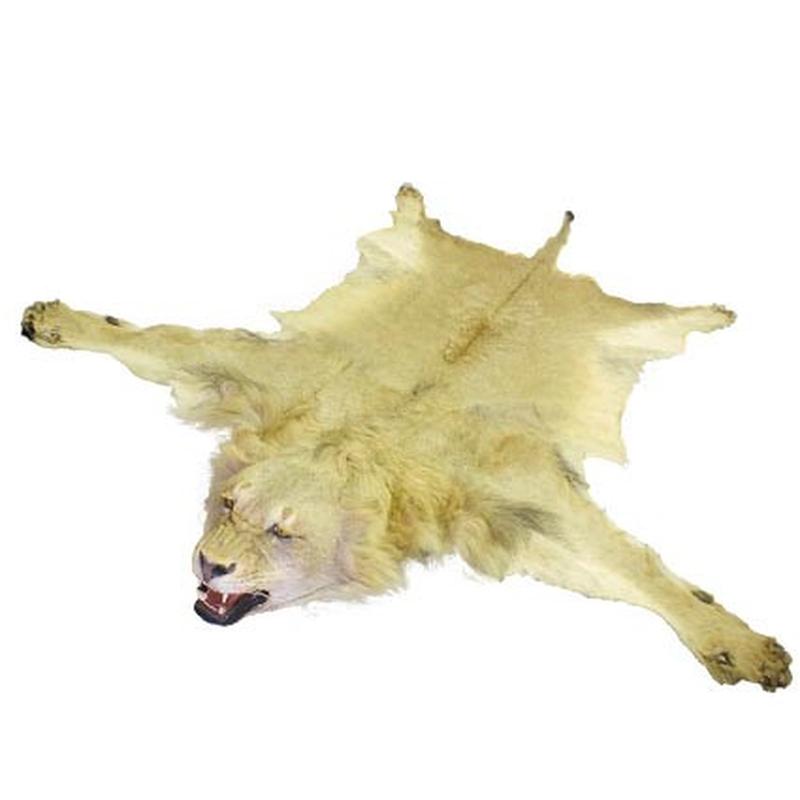 Lion Male Rug LMR1