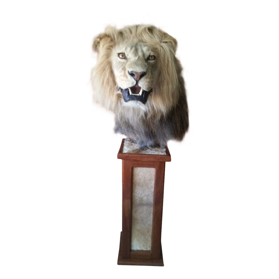 LION PEDESTAL MOUNT LPM112 - Image 3