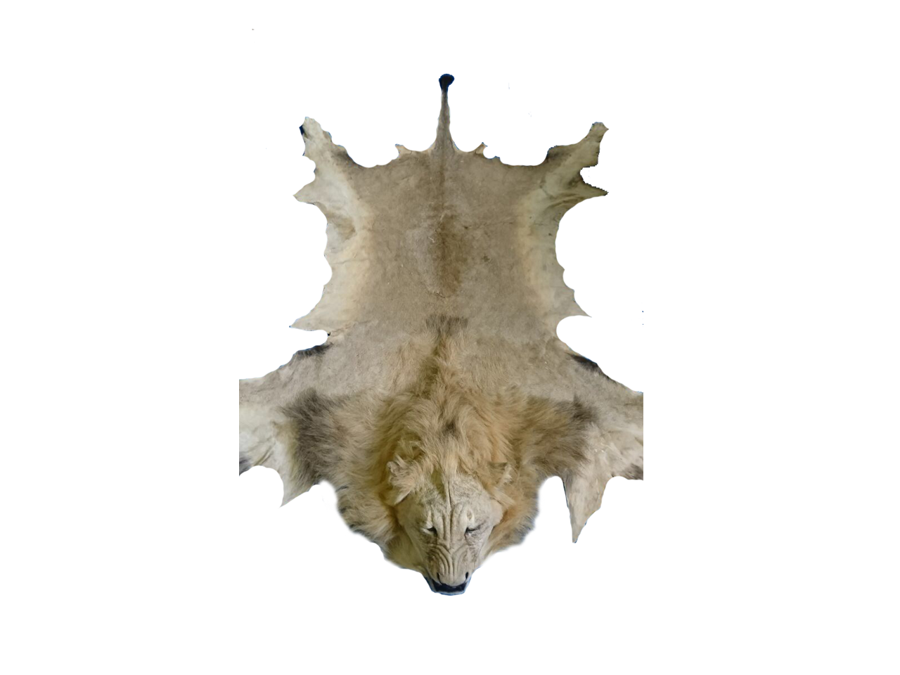 Lion Rug LR01 - Image 2