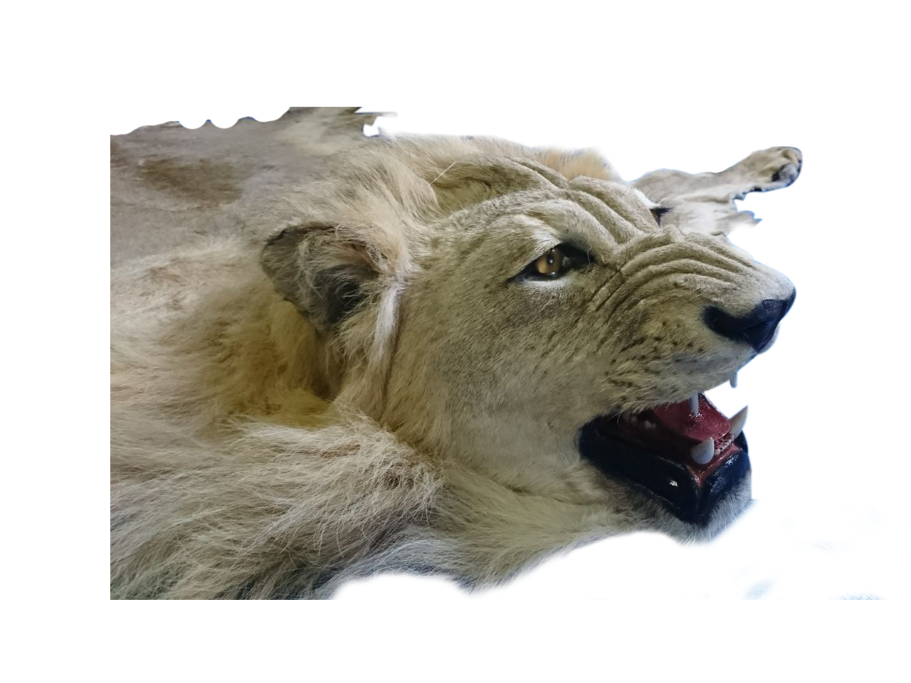Lion Rug LR01 - Image 3