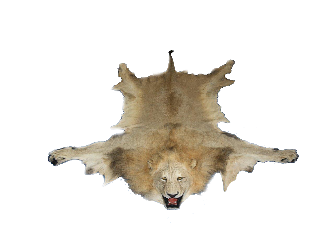 Lion Rug LR01