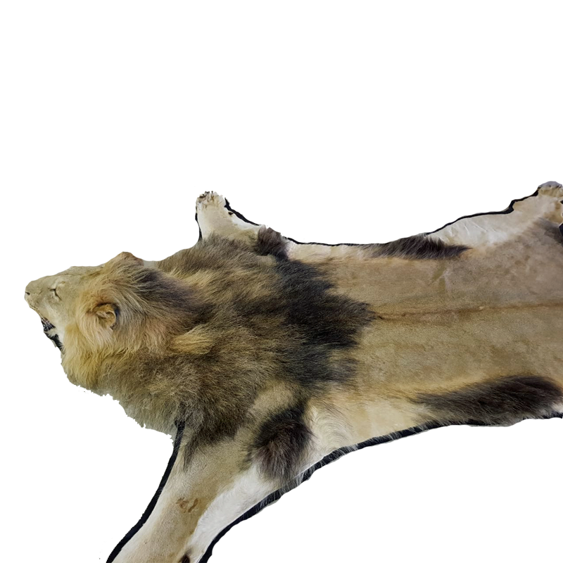LION RUG MOUNT LP9 - Image 3