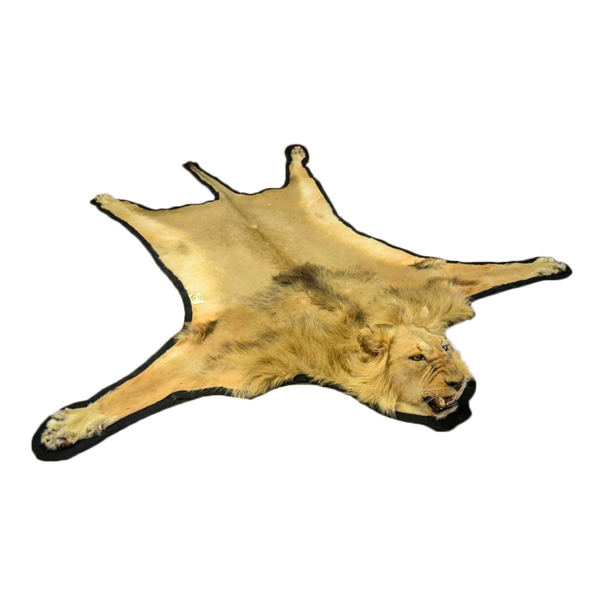 LION RUG MOUNT H838