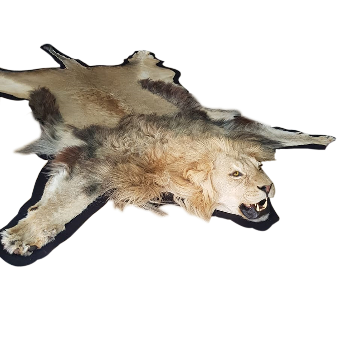 LION RUG MOUNT LP8 - Image 2