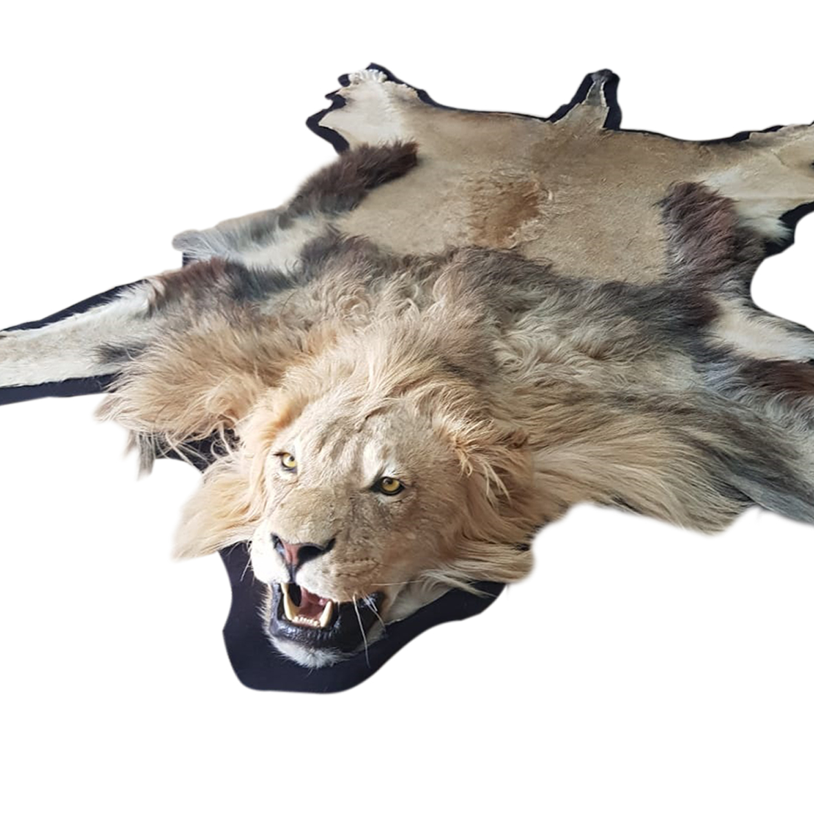 LION RUG MOUNT LP8