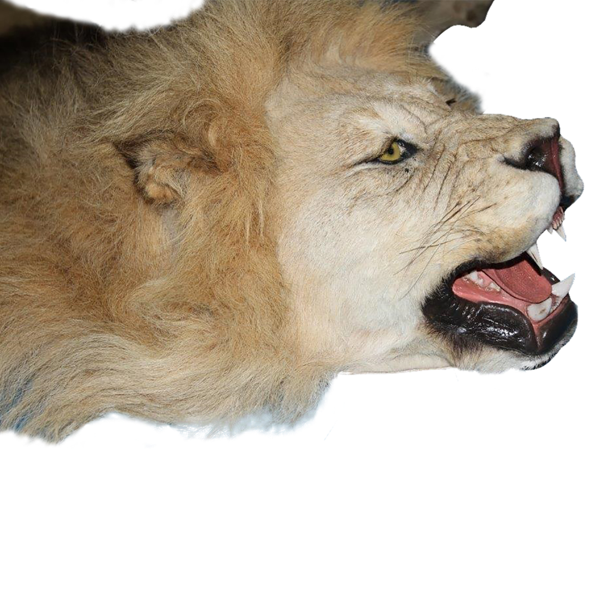 LION RUG MOUNT LRM29S - Image 2