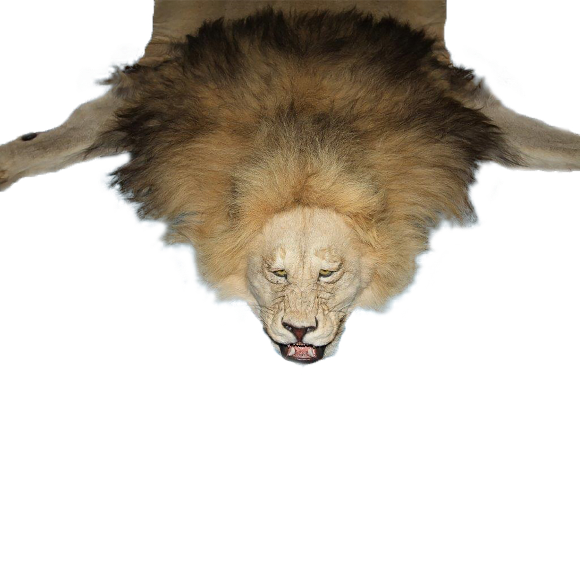LION RUG MOUNT LRM29S - Image 3