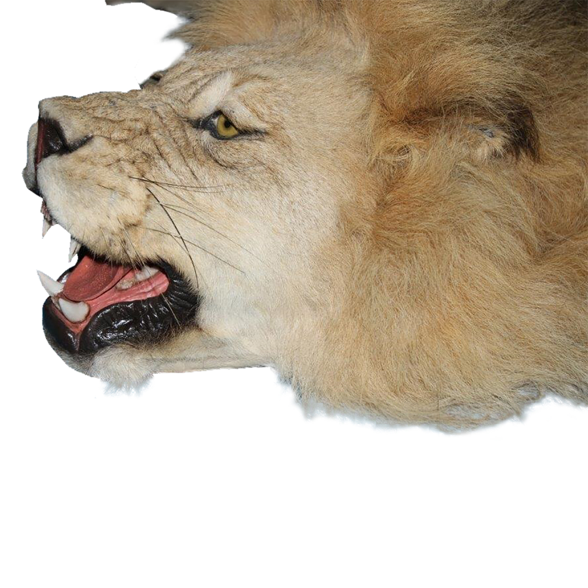 LION RUG MOUNT LRM29S - Image 4
