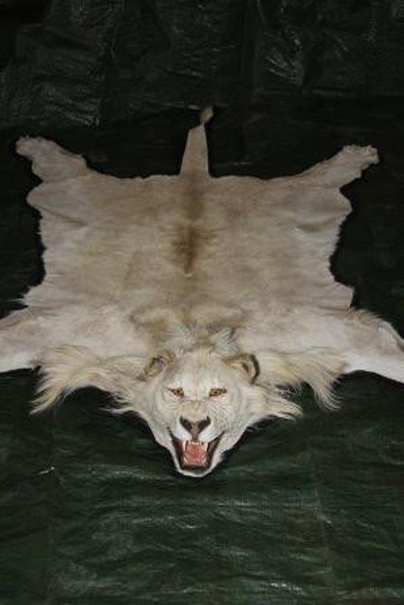 Lion Rug Mount - White LMW1 - Image 2