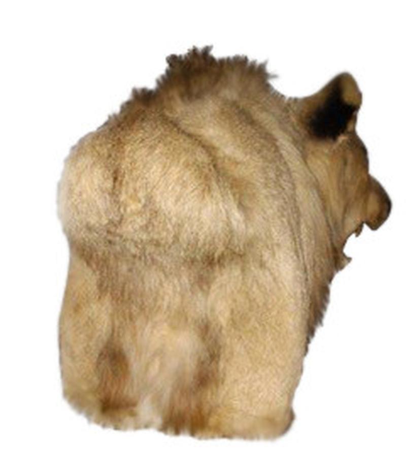 Lion Shoulder Mount LSM02 - Image 2