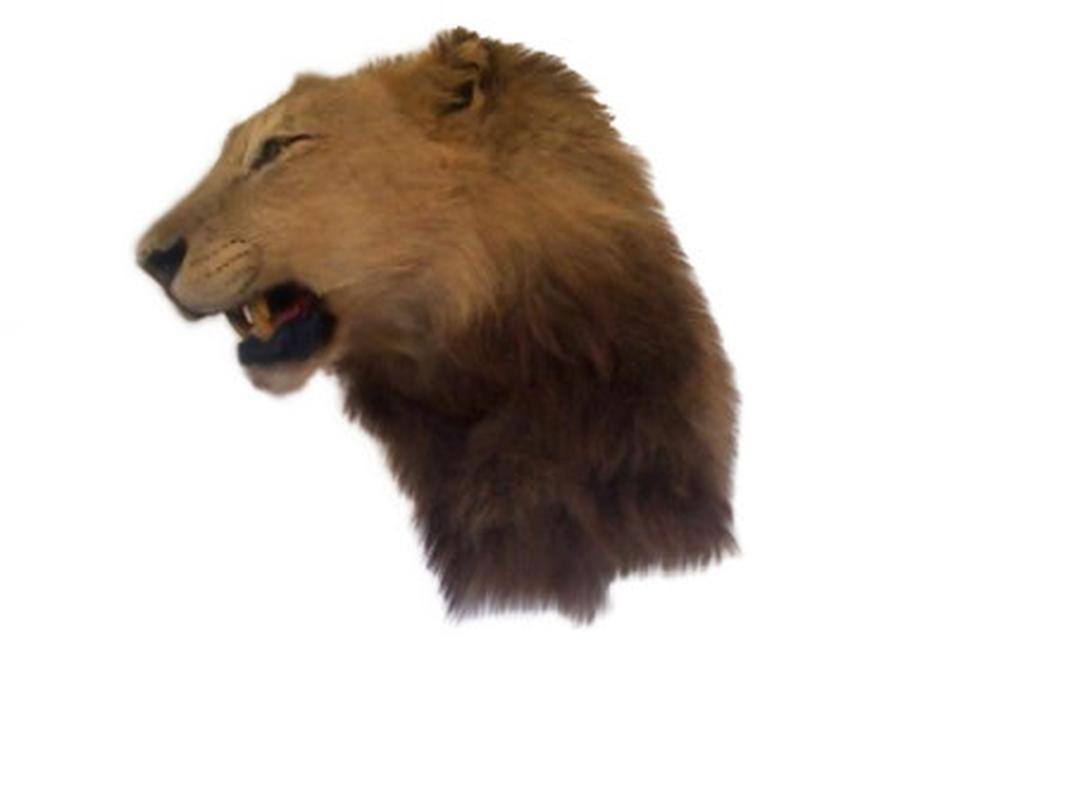 Lion Shoulder Mount LSM02 - Image 3
