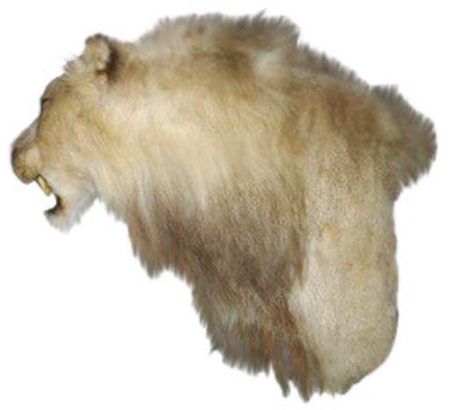 Lion Shoulder Mount LSM02 - Image 4