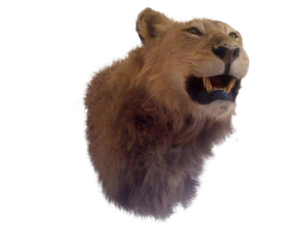 Lion Shoulder Mount LSM02 - Image 5