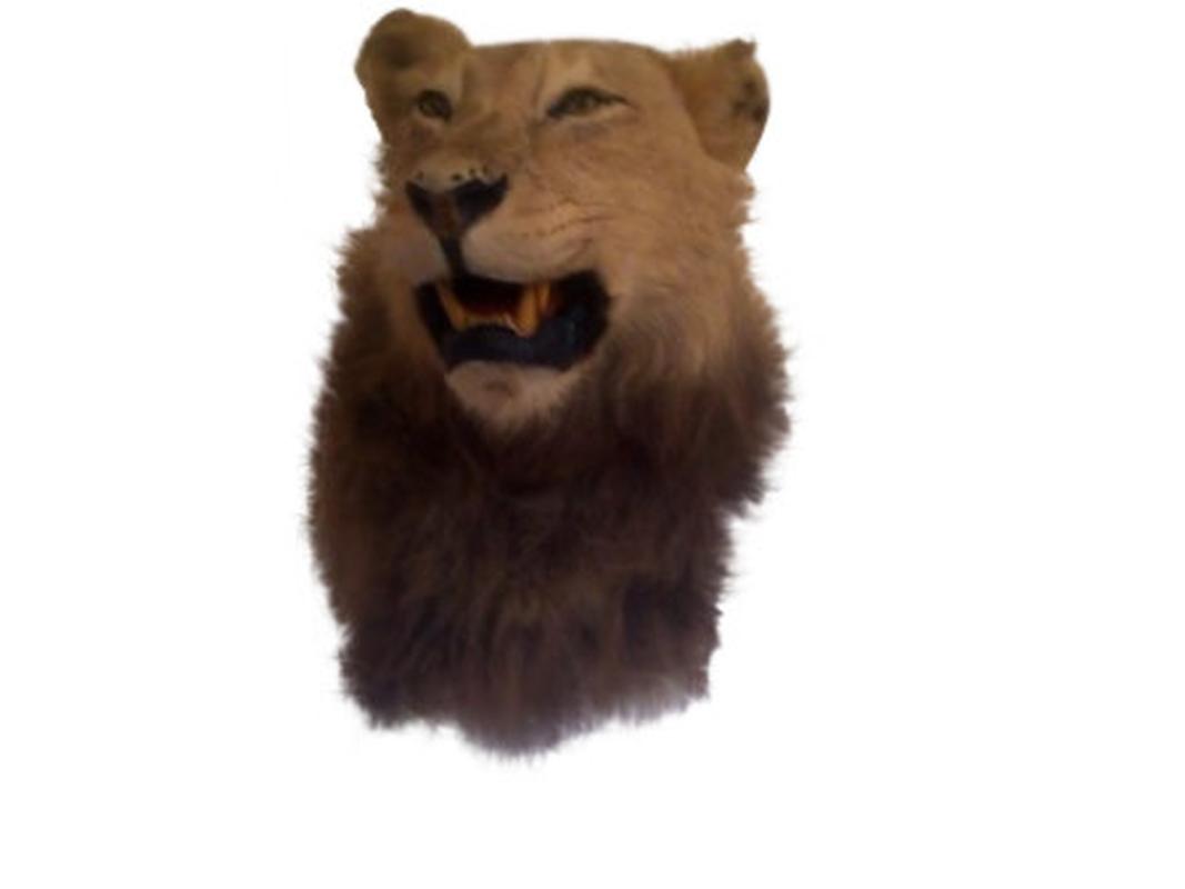 Lion Shoulder Mount LSM02 - Image 6