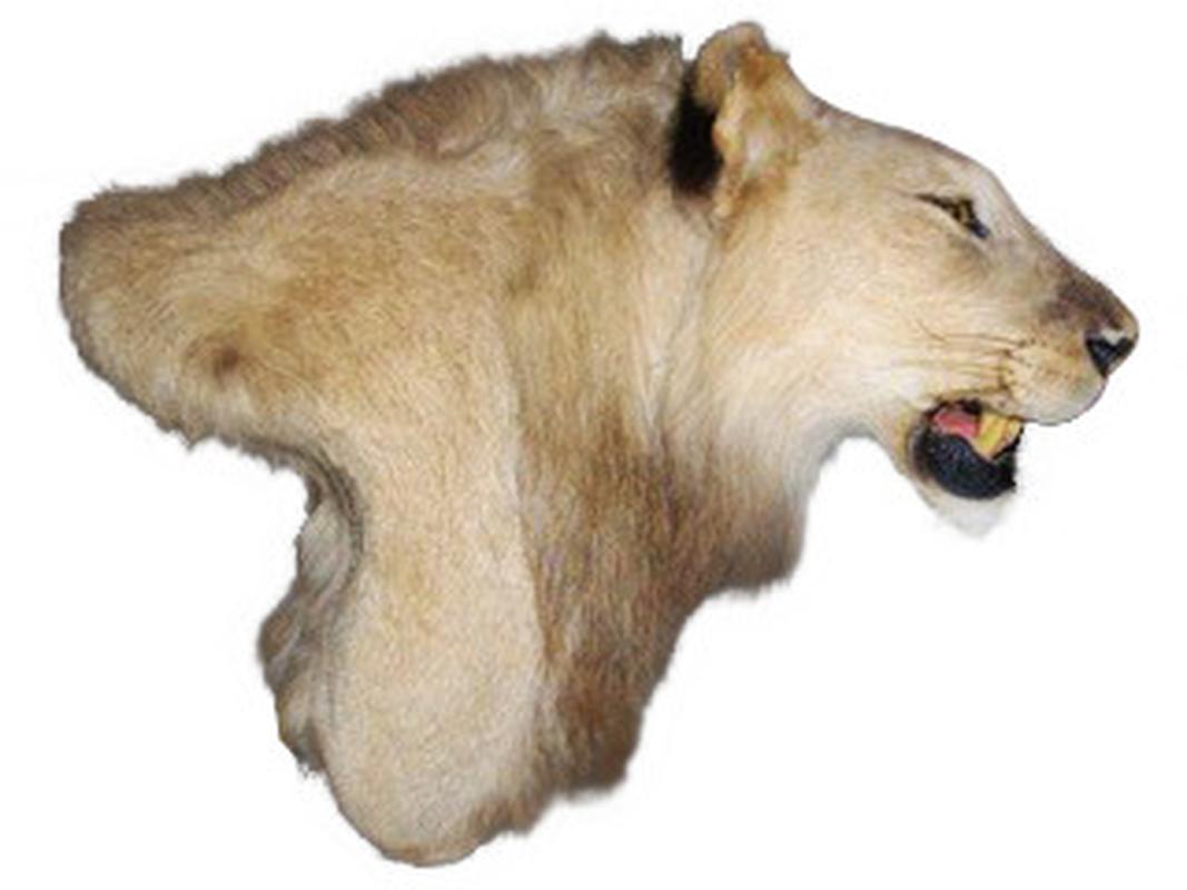 Lion Shoulder Mount LSM02 - Image 7