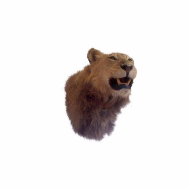Lion Shoulder Mount LSM02